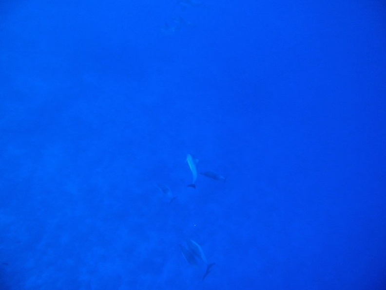31  Spinner Dolphins IMG_2532.jpg